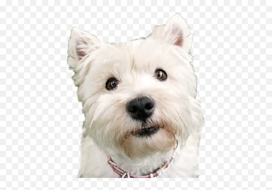 Dog Png Images Transparent Free Download Pngmartcom - Dog Transparent Background Png,Pet Png