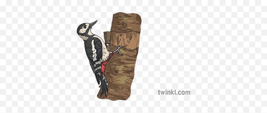 Great Spotted Woodpecker Woodland Birds - Hairy Woodpecker Png,Woodpecker Icon