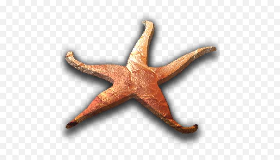 Beer Wine Cocktails Food - Starfish Png,Sea Star Icon