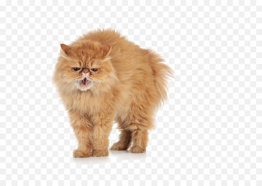 Download Angry Cat Transparent Images - Angry Cat Angry Cat Png,Cat With Transparent Background