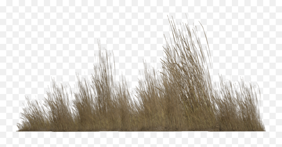 Tall Grass Png Transparent - Tall Grass Png,Dead Grass Png