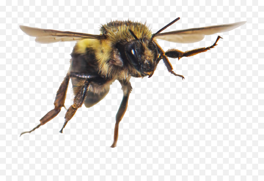 Bee Clipart - Honeybee Png,Bumblebee Png