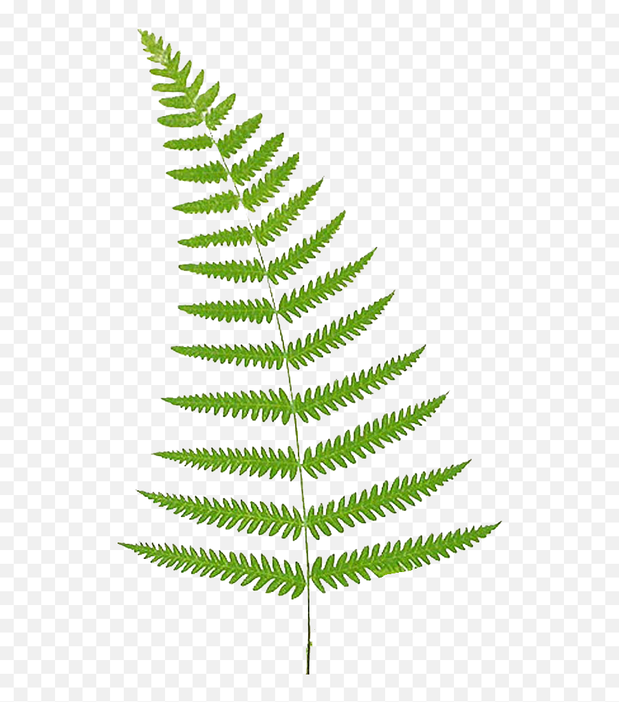 Download Fern Vector Leaf - Fern Clipart Png,Fern Png