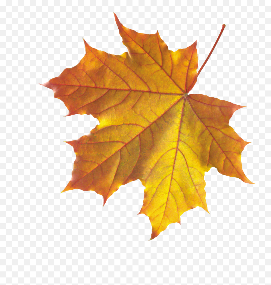 Download Yellow Autumn Leaves Png Image - Real Autumn Leaves Png,Autumn Leaves Png