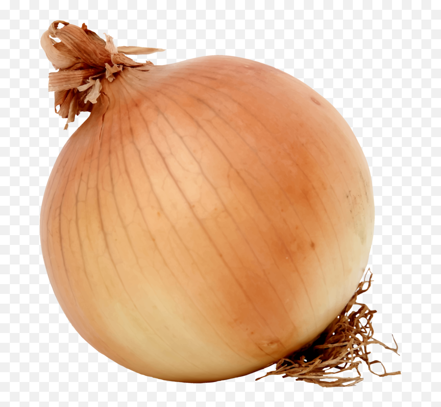 Onionfoodwinter Squash Png Clipart - Royalty Free Svg Png Clipart Of A Onion,Squash Png