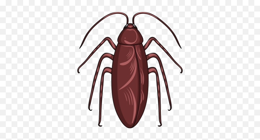 Cockroach Management Service Png Transparent