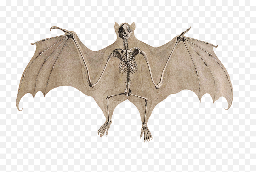 Bat Png Free File Download Play - Bat Skeleton Png,Bat Png