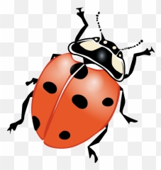Download Ladybug Png For Designing Projects - Free Ladybird Black And White,Ladybug Png
