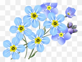 Forget Me Nots Clipart - Flower Forget Me Not Drawing Png,Forget Me Not Png