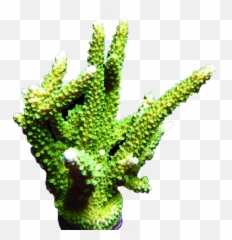 Green Slimer Acropora - Tree Png,Slimer Png