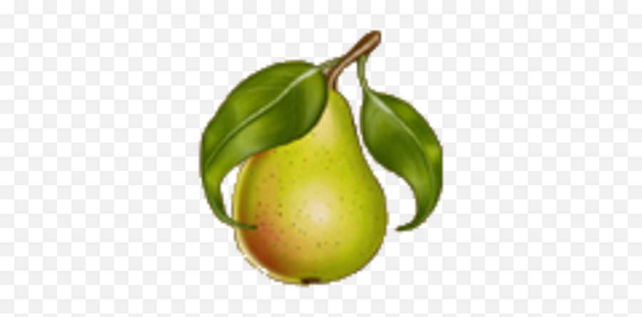 Pears - Asian Pear Png,Pears Png