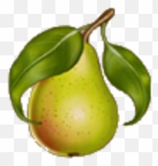 Pears - Asian Pear Png,Pears Png