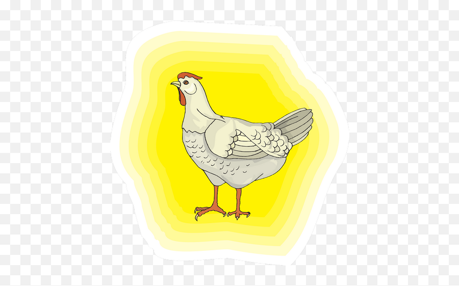 Chicken Bird White Feathers Transparent Png Images U2013 Free