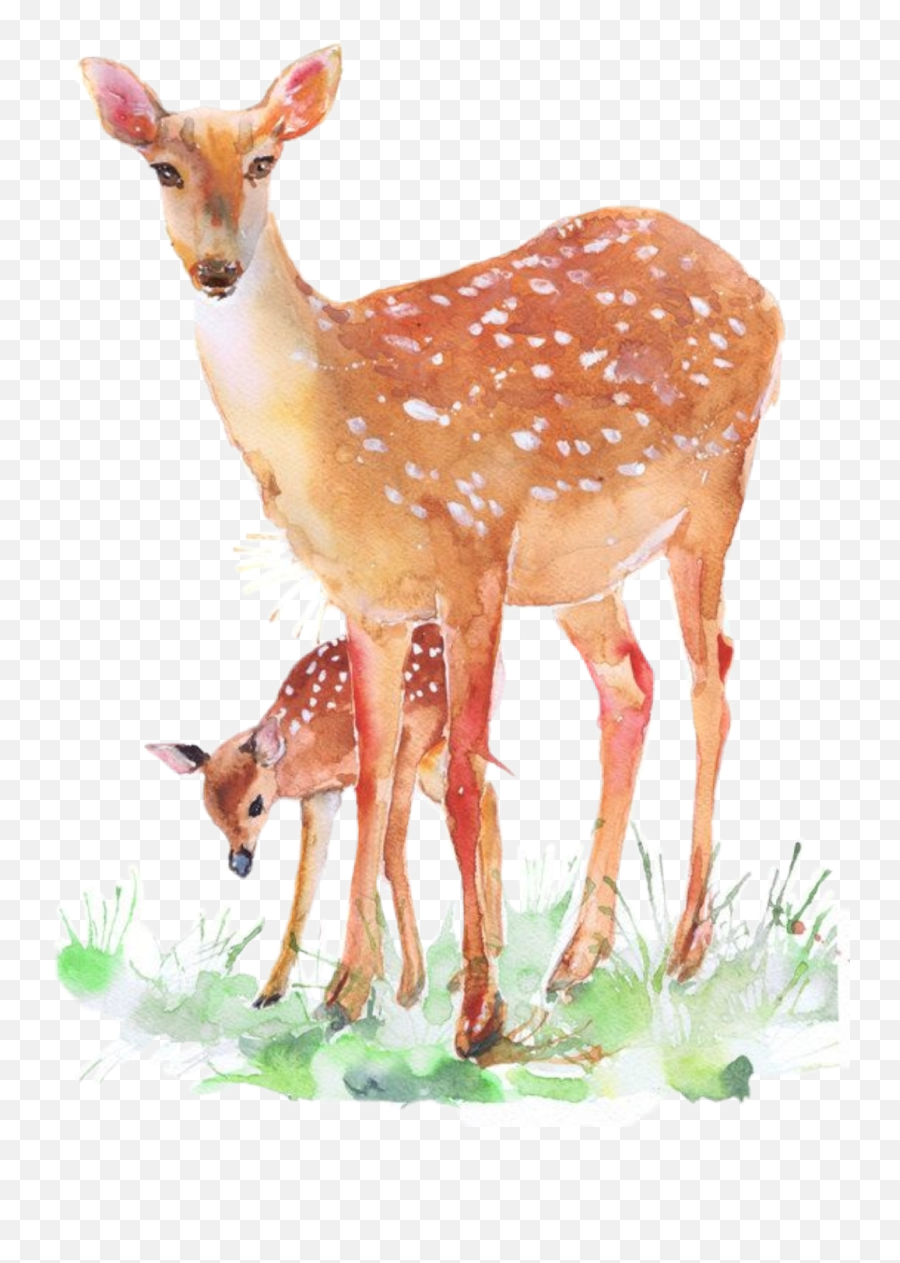 Fawn Doe Deer Babydeer Forest Forestanimals Nature Natu - Deer Png,Baby Deer Png