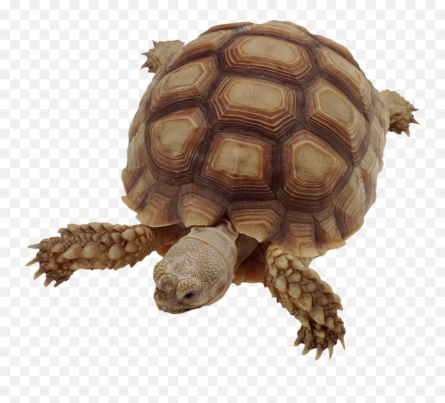 Turtle Png - Much Do Turtles Cost,Turtle Transparent Background