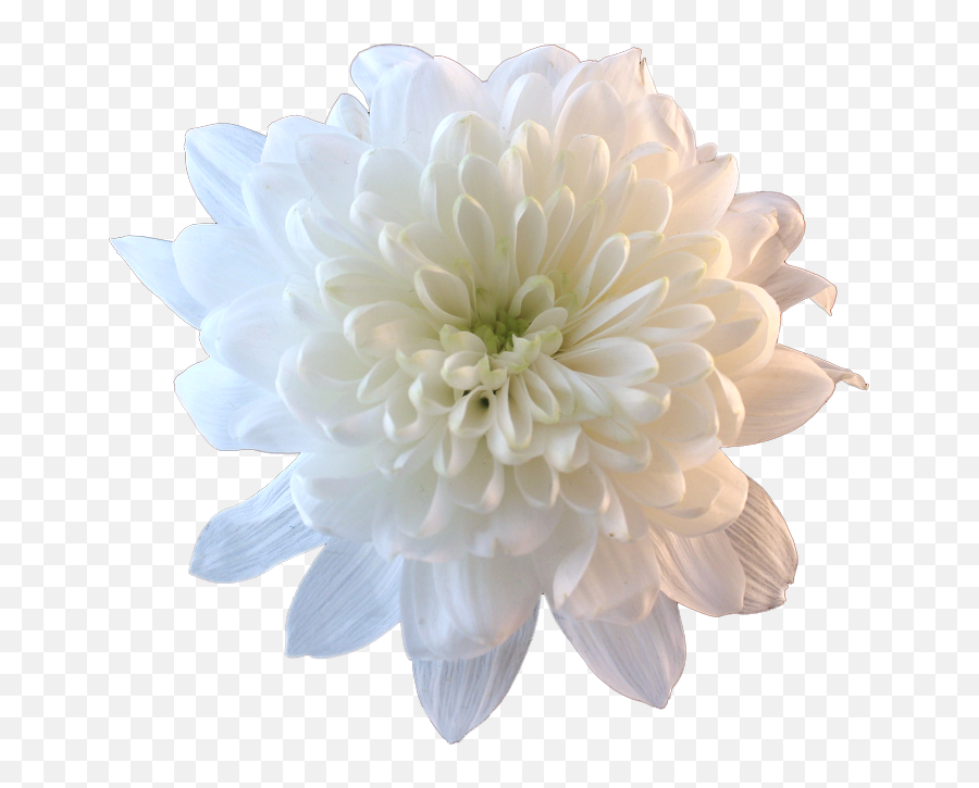 Download Chrysanthemum Png File