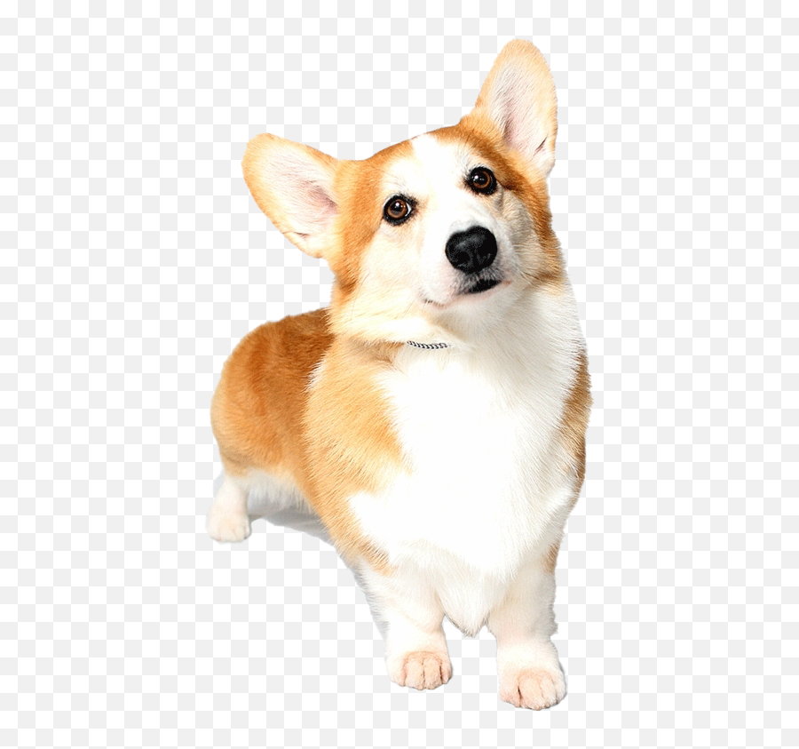 Corgi Png Free Download - Pembroke Welsh Corgi,Corgi Png