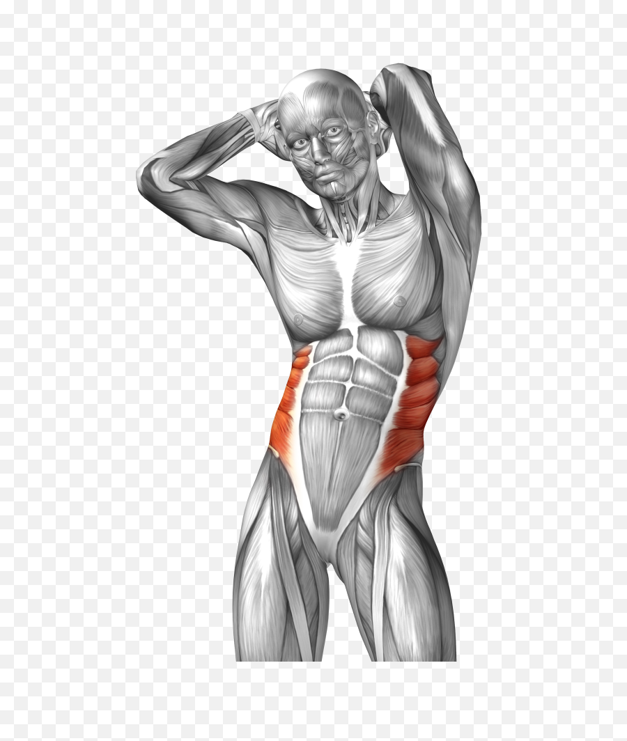 Female Bodybuilder Drawing Free Download - Oblique Muscle Png,Body Builder Png