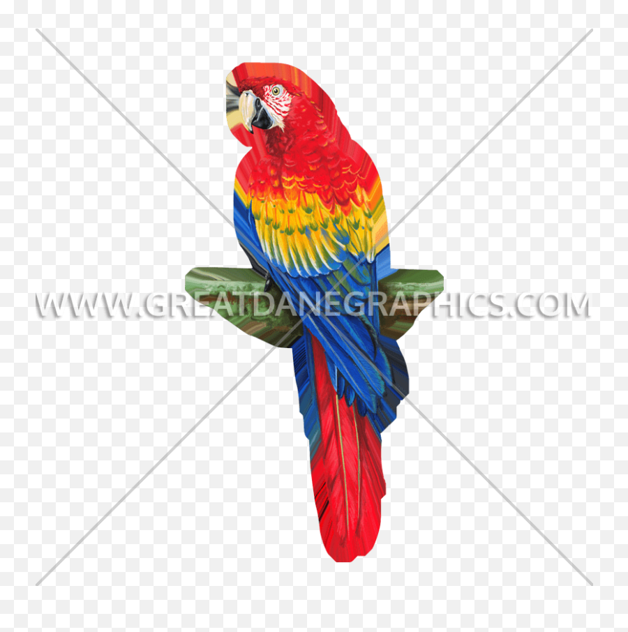 Tri Color Macaw Production Ready Artwork For T - Shirt Printing Parrots Png,Macaw Png