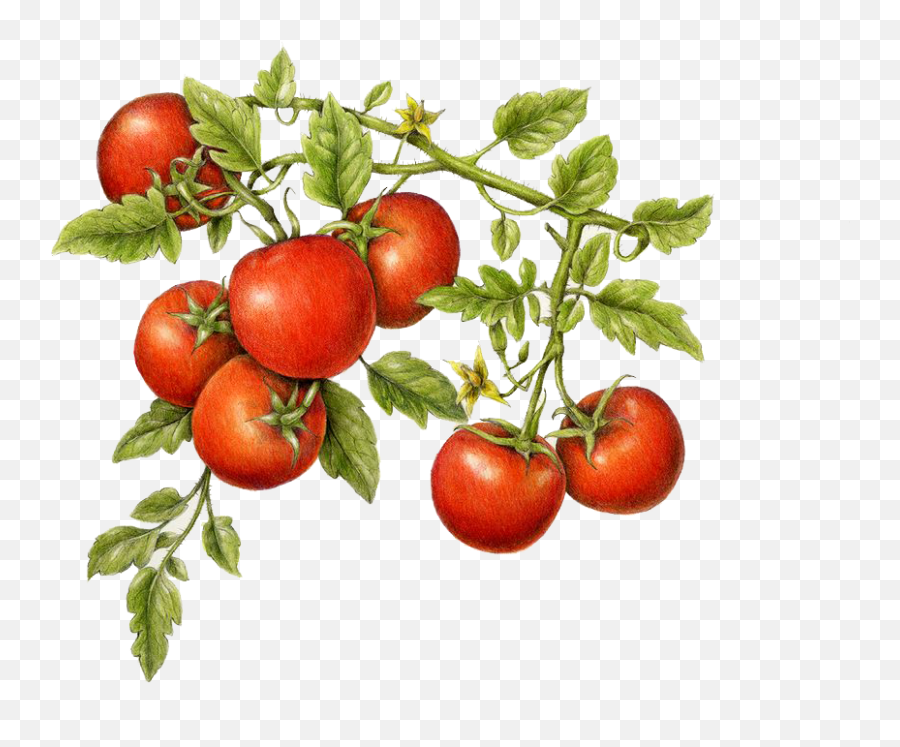 Monteu0027s Fine Foods - Botanical Tomato Plant Drawing Png,Tomatoes Png
