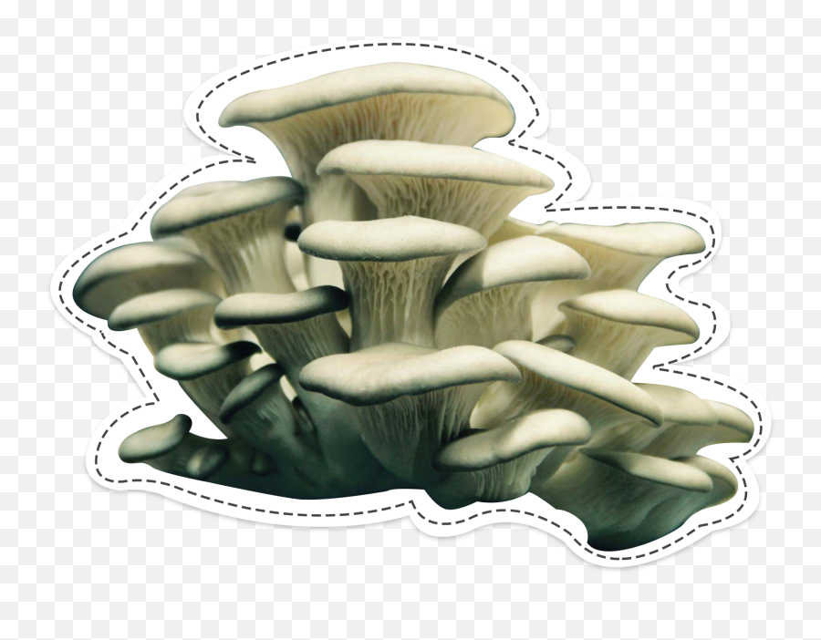 Products Available In La Caverne Png Mushroom Transparent