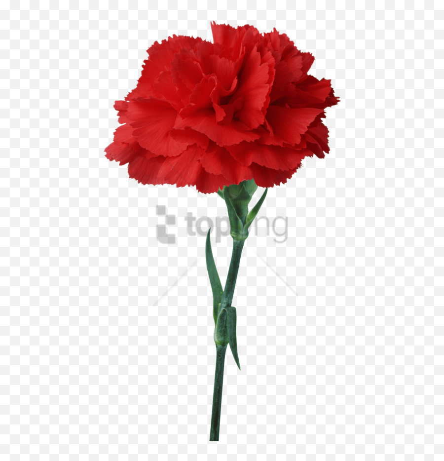 Carnation Flower Red Floristry - Light Red Carnation Flower Png,Carnation Png