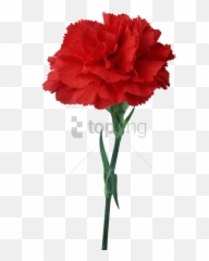 Carnation Flower Red Floristry - Light Red Carnation Flower Png,Carnation Png