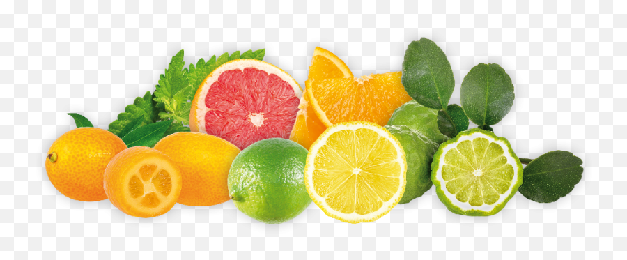 Hops Flavor Citrus Fruit - Orange Et Citron Png,Citrus Png