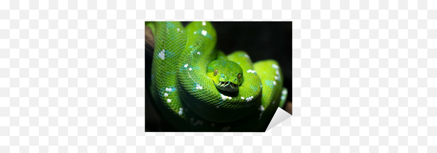 Green Snake Sticker U2022 Pixers - We Live To Change Morelia Viridis Fond Ecrna Png,Green Snake Png