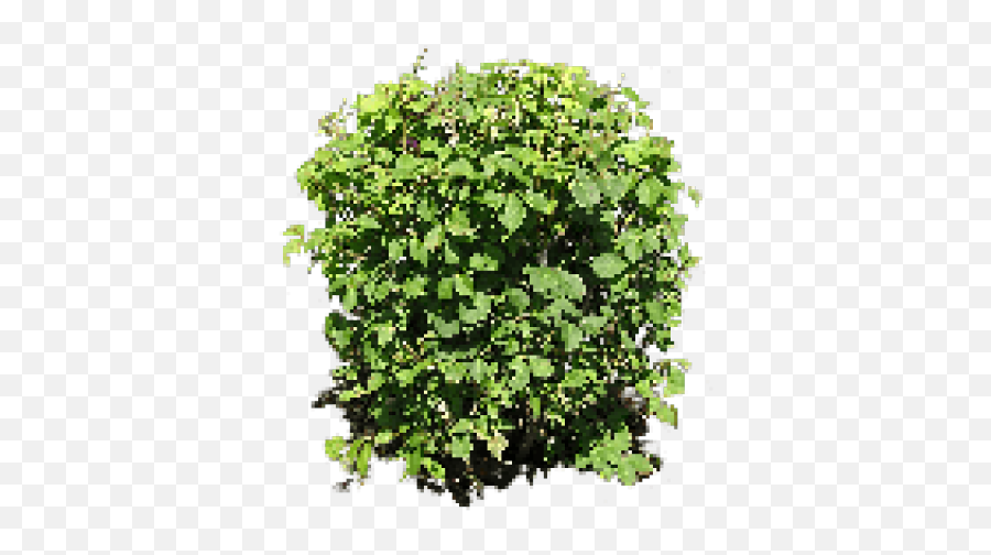 Shrub Bushes Clipart Big Plant - Bush Png Free Full Size Plant From Above Png,Shrub Transparent Background