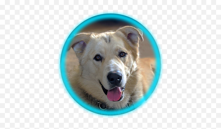 Veterinarian - Akita Png,Veterinarian Png