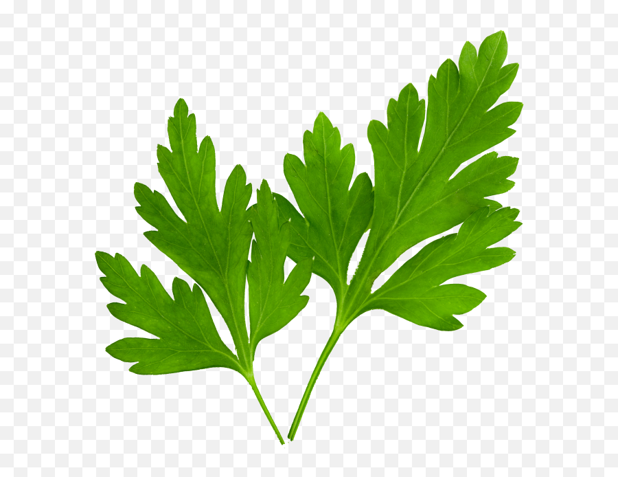 Parsley - Cilantro Png,Parsley Png