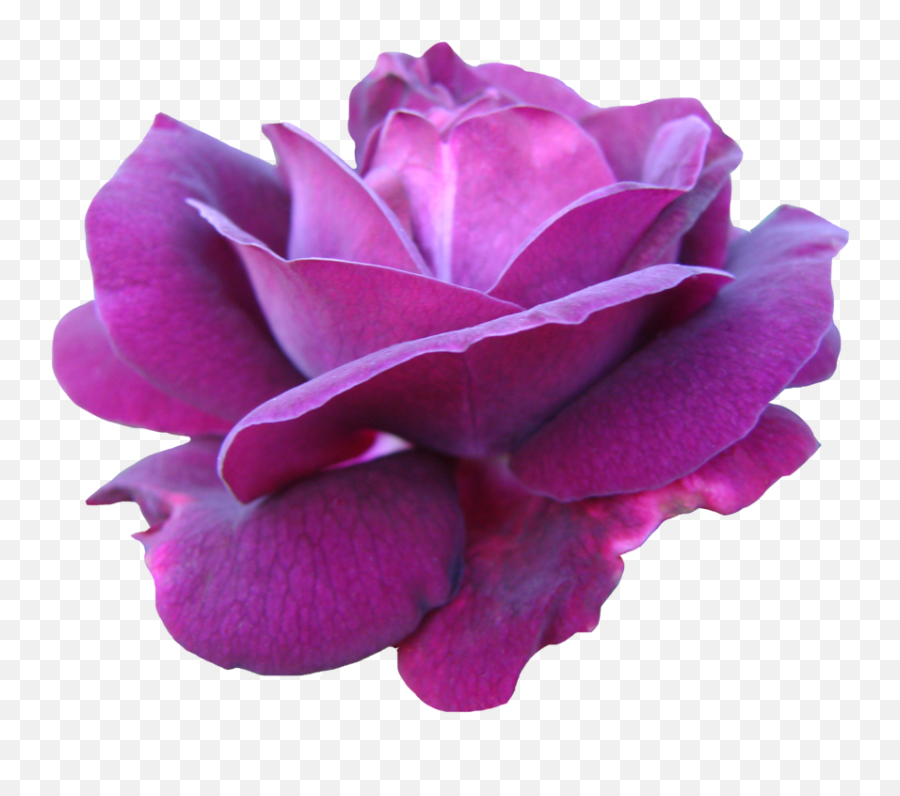 Pink Rose Png - Purple Pink Rose Png Png Download Rose Transparent Purple Rose,Pink Rose Transparent