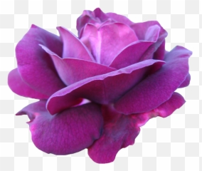 Pink Rose Png - Purple Pink Rose Png Download Transparent