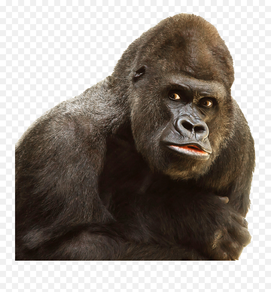 Monkey Png Transparent 5 Image - King Kong Face Png,Monkey Transparent Background