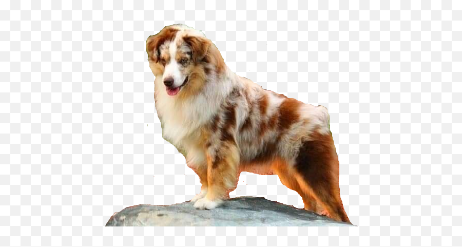 Welcome To Little Ponderosa Kennels - Vulnerable Native Breeds Png,Australian Shepherd Icon