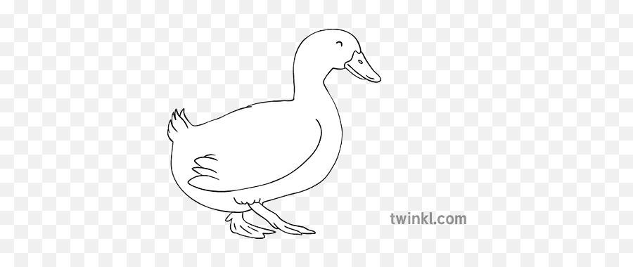 Duck Black And White 2 Illustration - Twinkl Anti Pembajakan Png,Duck Icon Png