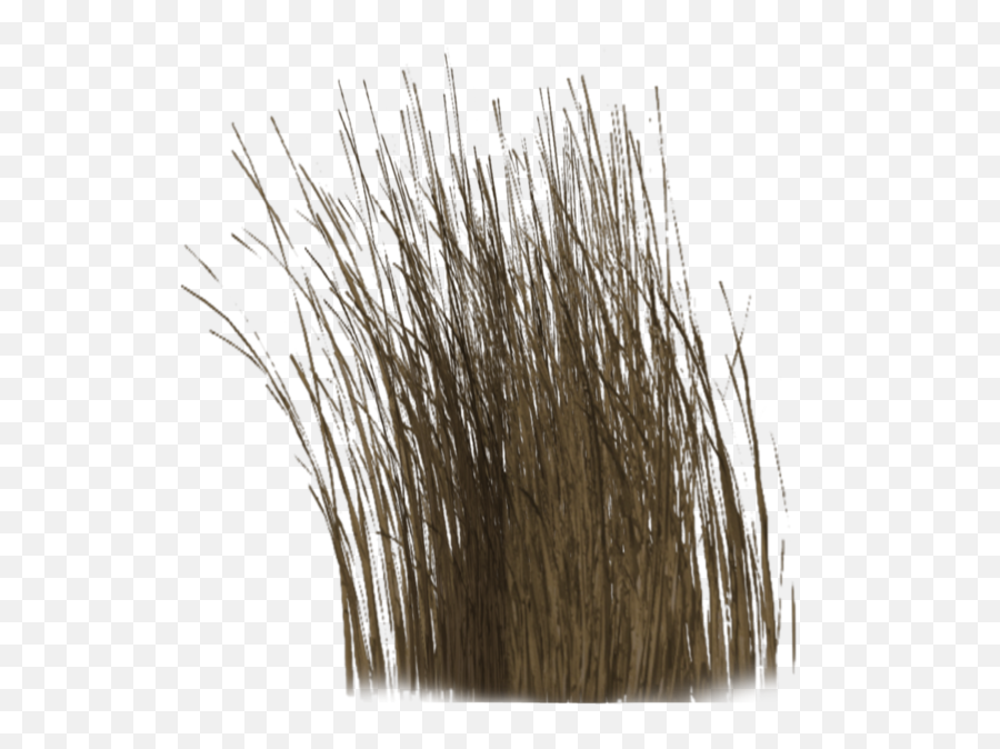 Dry Grass Png 4 Image - Transparent Background Dry Grass Png,Dead Grass Png