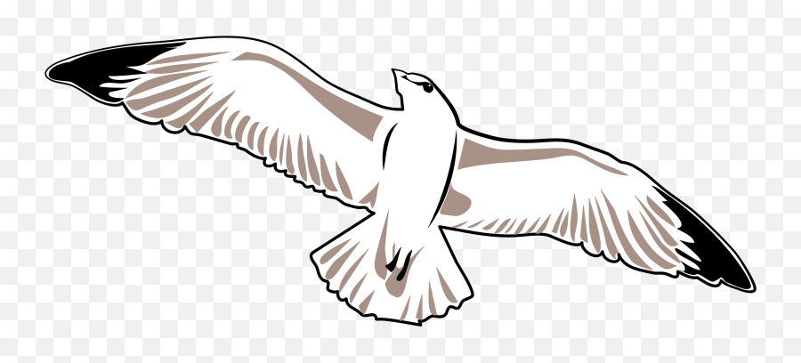 Fileseagullsvg - Wikimedia Commons Seagull Svg Png,Seagull Png