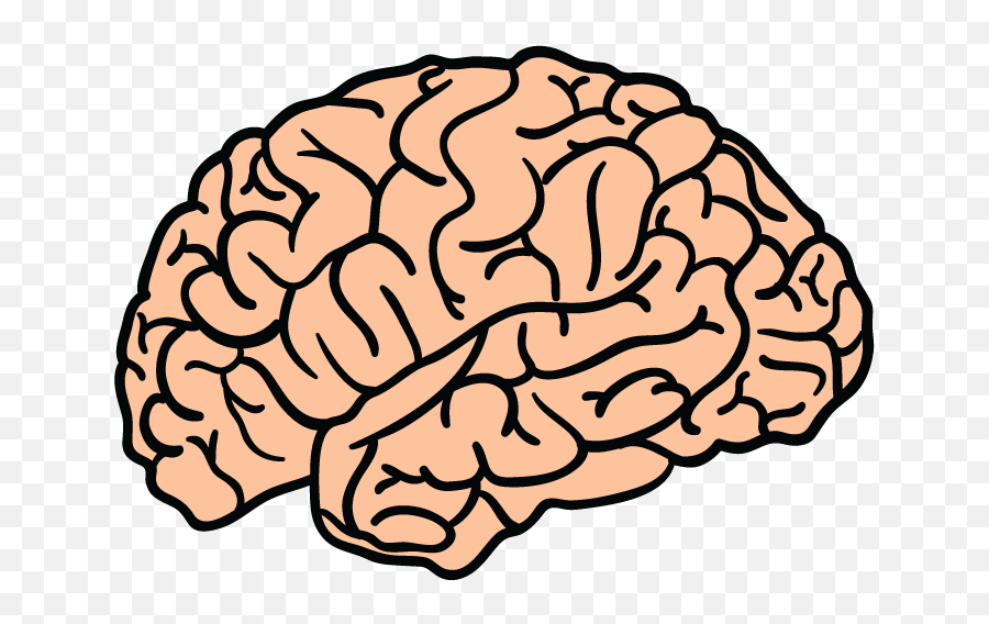 Brain Transparent Png Clipart Free - Brain Png,Brain Transparent Background