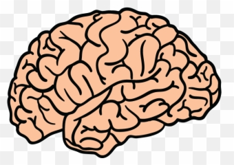 Brain Transparent Png Clipart Free
