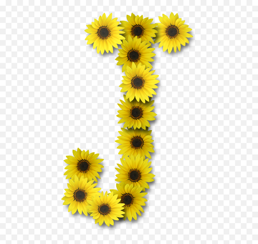 Download Hd Alfabeto Sunflowers Transparent Png Image - Sunflower Letter J,Sunflowers Transparent