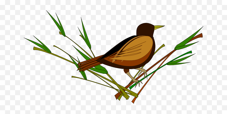 Burung Png Hd