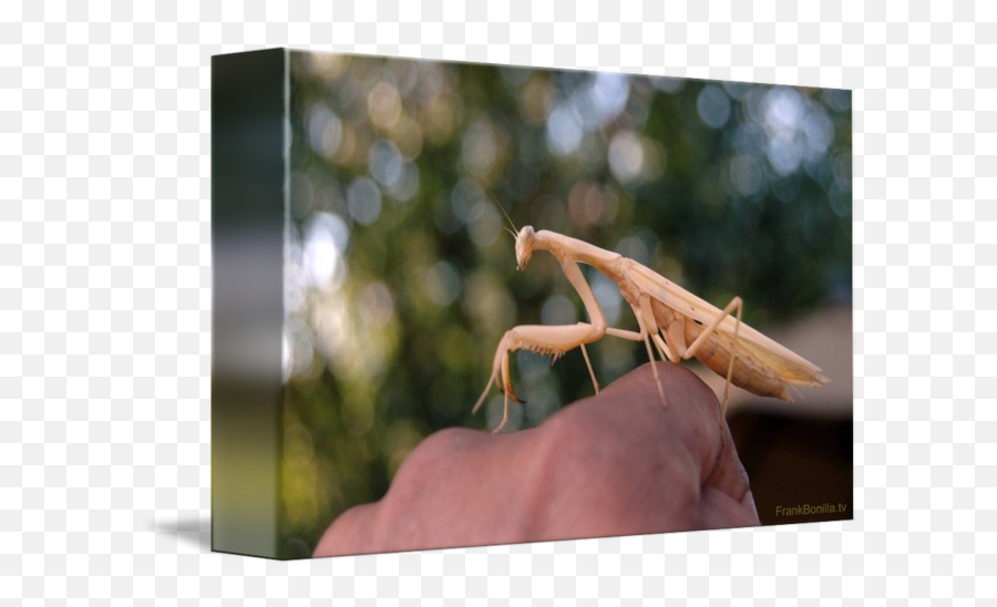 My Pet Pete The Praying Mantis 9 By Visual Artist Frank Bonilla - Cricket Png,Mantis Png