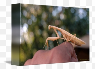 My Pet Pete The Praying Mantis 9 By Visual Artist Frank Bonilla - Cricket Png,Mantis Png