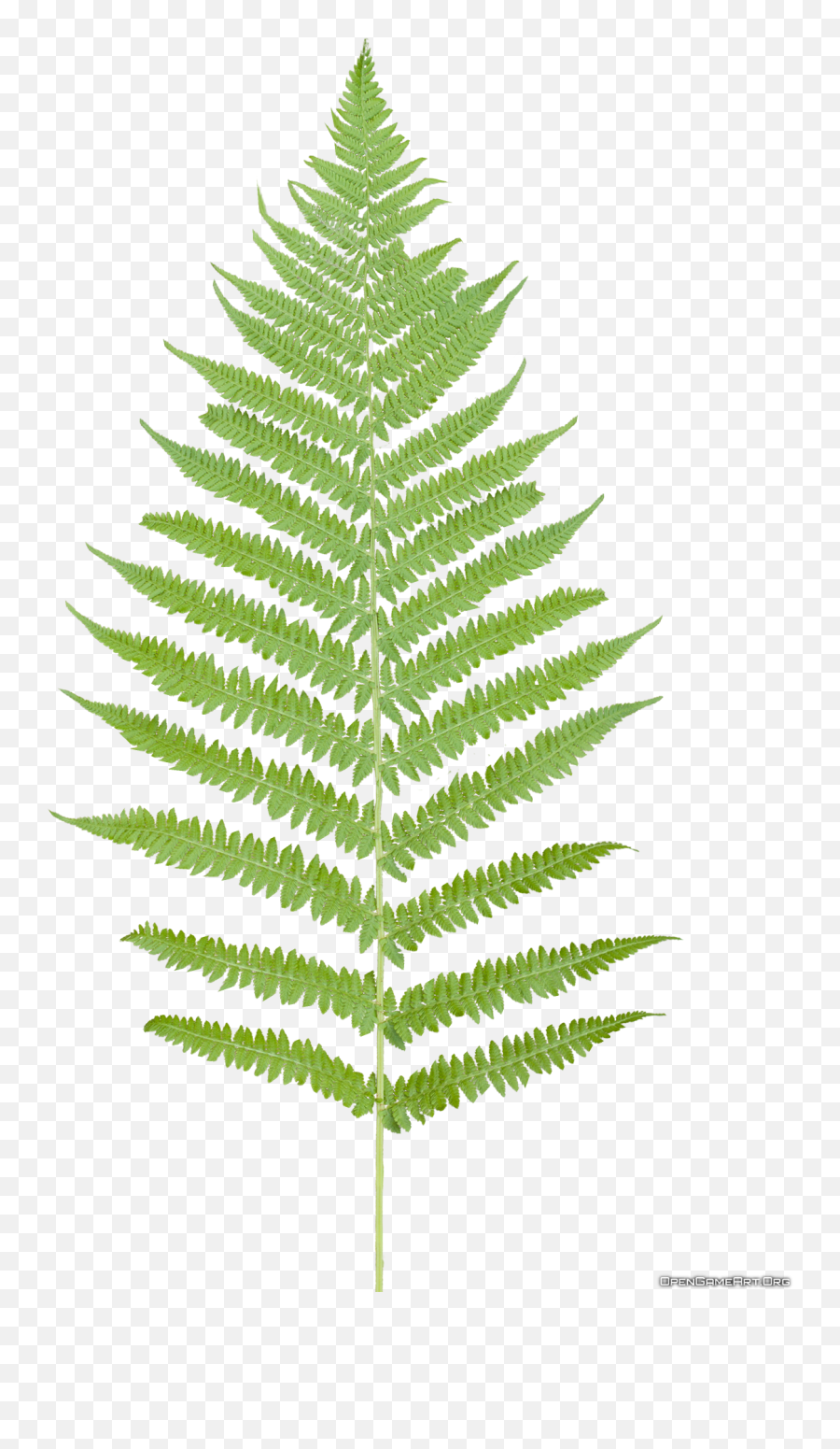Transparent Fern Plant Leaves - Transparent Background Fern Png,Fern Png