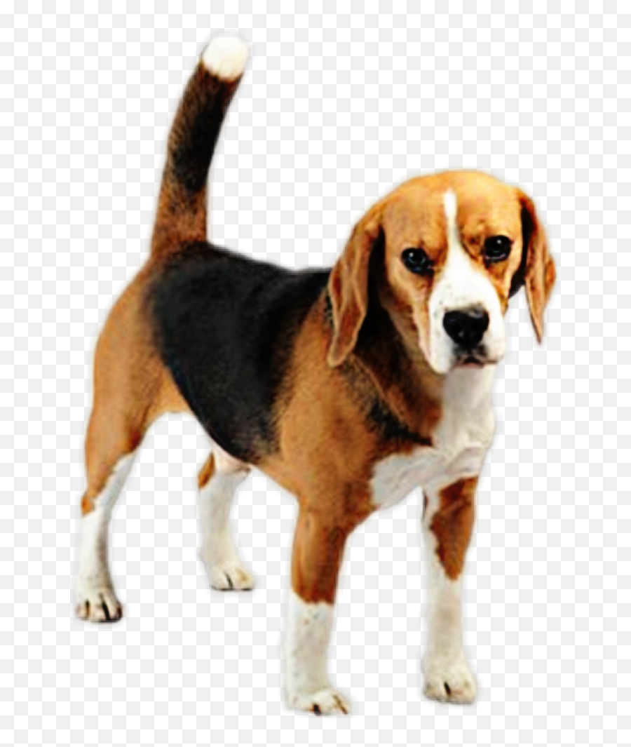 Download Beagle Sticker - Beagleharrier Png Image With No,Beagle Png