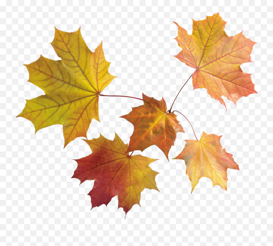 Autumn Leaves Png Images Free - Transparent Background Maple Leaves Png,Autumn Leaves Png