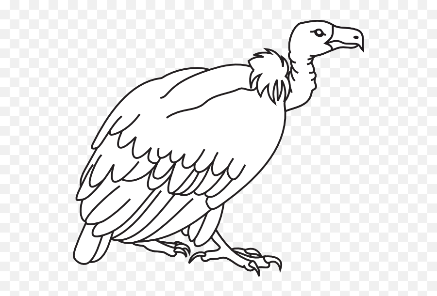 Turkey Vulture Vector Freeuse - Clipart Picture Of Vulture Black And White Png,Vulture Png