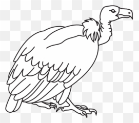 Turkey Vulture Vector Freeuse - Clipart Picture Of Vulture Black And White Png,Vulture Png
